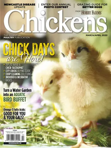 Chickens - 1 Apr 2020