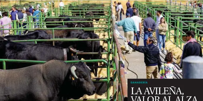 LA AVILEÑA, VALOR AL ALZA