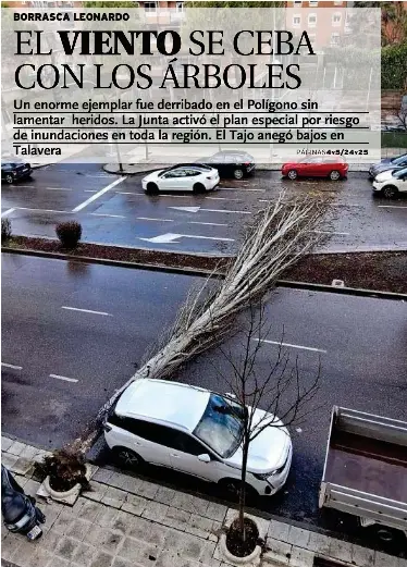 EL VIENTO SE CEBA CON LOS ÁRBOLES
