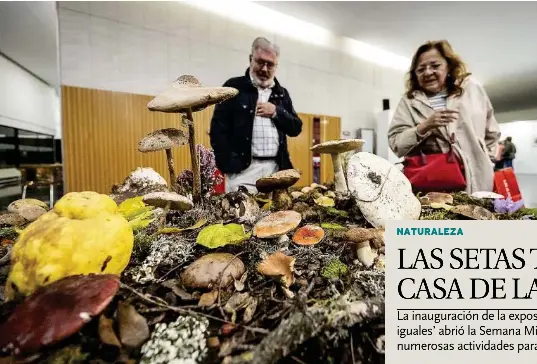 LAS SETAS TOMAN LA CASA DE LA CULTURA