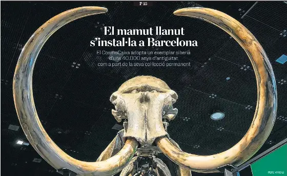 CARME COLOMINA
EL MAMUT LLANUT S’INSTAL·LA A BARCELONA