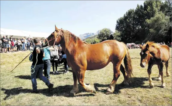 EL CABALLO HISPANO-BRETÓN TIENE SU PARAÍSO EN SAN EMILIANO