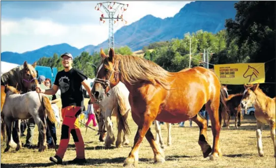 ORGULLO EN BABIA CON EL CABALLO HISPANO-BRETÓN