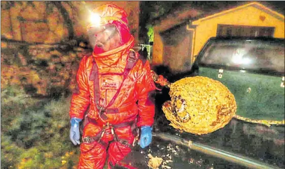 LOS NIDOS DE AVISPA ASIÁTICA SE EXPANDEN