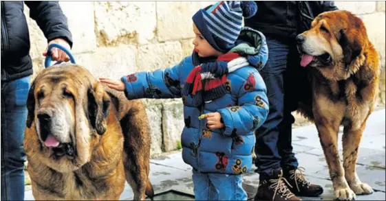 LOS MASTINES ENCANDILAN EN LAS CALLES DE LEÓN