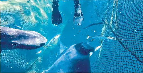 AL RESCATE DE DOS MANTAS DIABLO