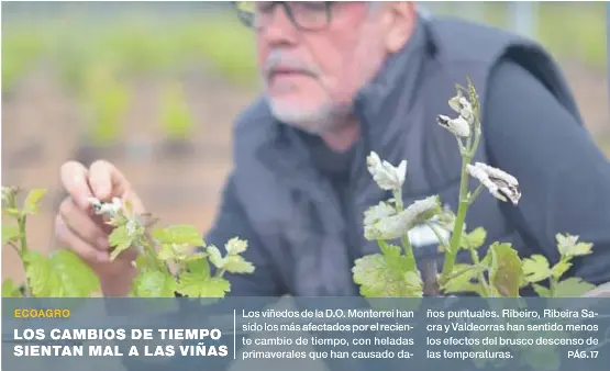 LOS CAMBIOS DE TIEMPO SIENTAN MAL A LAS VIÑAS