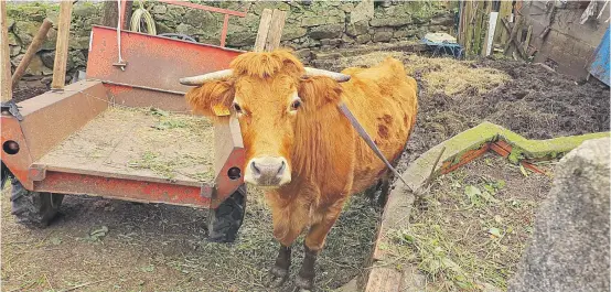 UNA VACA DESATA EL LÍO VECINAL EN SÁRDOMA