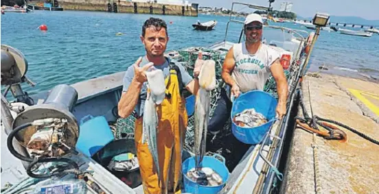 VUELVE EL PULPO: MUCHO Y DE GRAN TAMAÑO