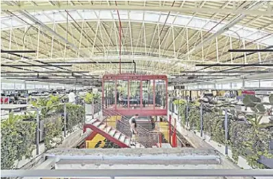 BIMBAYLOLA,DEVIGOALMUNDO