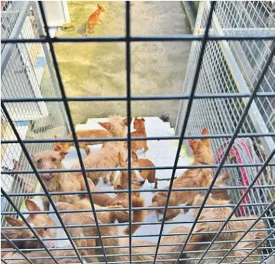 SEPRONA RESCATA 22 PERROS EN PÉSIMO ESTADO EN MOAÑA