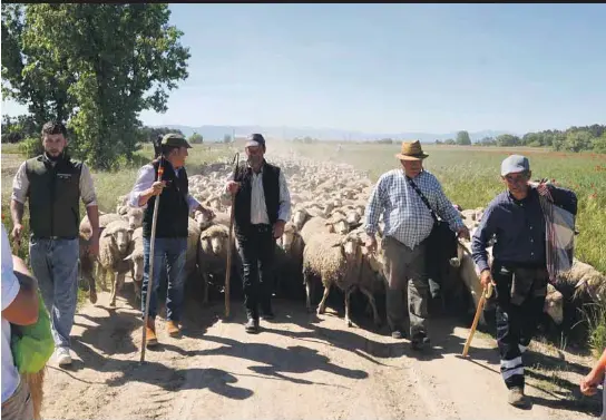 FERIA DE LA TRASHUMANCIA EN AGUILAFUENTE.