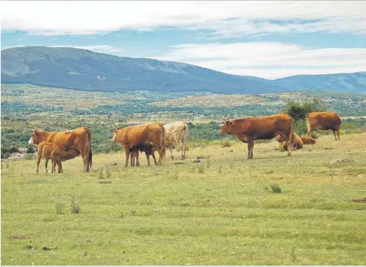 LA CONSEJERÍA DE AGRICULTURA Y GANADERÍA