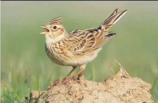 AÚN QUEDAN EN TIERRAS DE SEGOVIA 58 AVES
