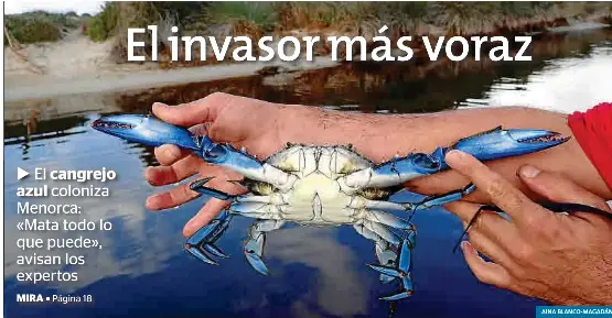 EL INVASOR MÁS VORAZ