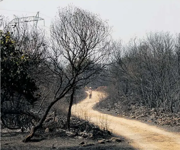 TERRORISMO AMBIENTAL EN LAS MÉDULAS