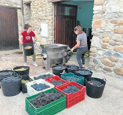 ‘M’, UN VINO CON UVAS DE PARCELAS DE 22MUJERES
