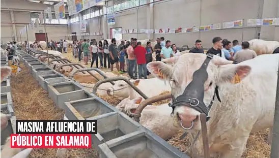 MASIVA AFLUENCIA DE PÚBLICO EN SALAMAQ