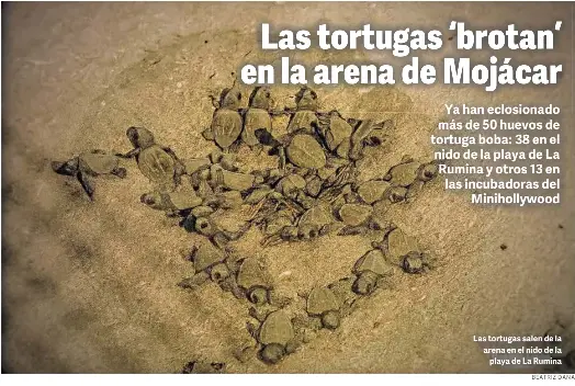LAS TORTUGAS ‘BROTAN’ EN LA ARENA DE MOJÁCAR