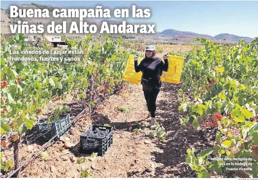 BUENA CAMPAÑA EN LAS VIÑAS DEL ALTO ANDARAX