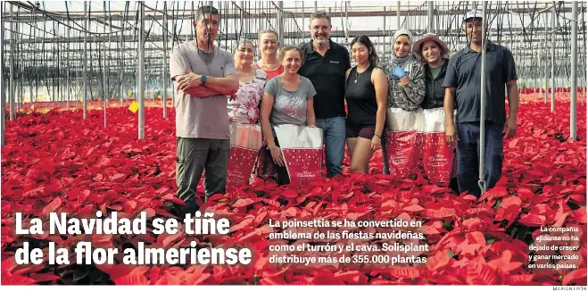 LA NAVIDAD SE TIÑE DE LA FLOR ALMERIENSE