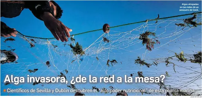ALGA INVASORA, ¿DE LA RED A LA MESA?