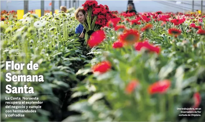 FLOR DE SEMANA SANTA
