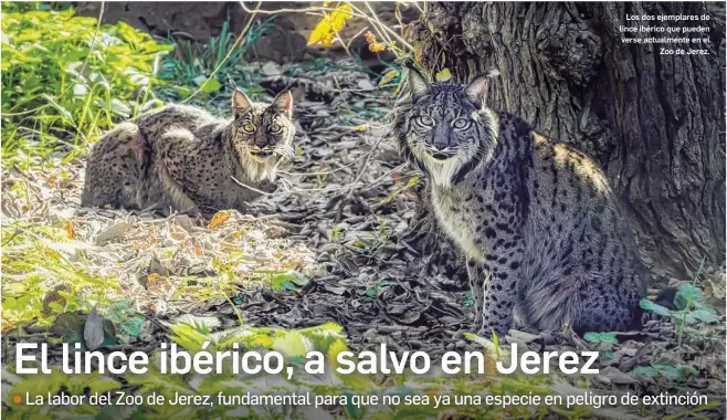 EL LINCE IBÉRICO, A SALVO EN JEREZ