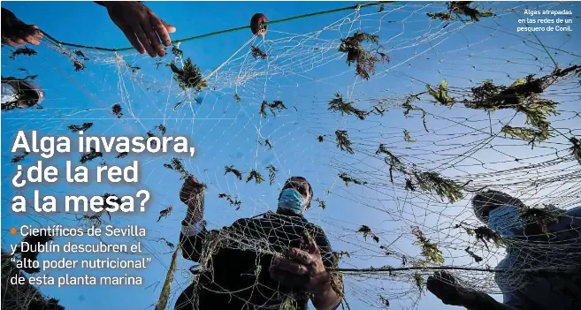 ALGA INVASORA, ¿DE LA RED A LA MESA?