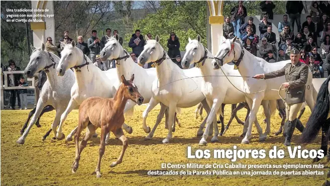 LOS MEJORES DE VICOS