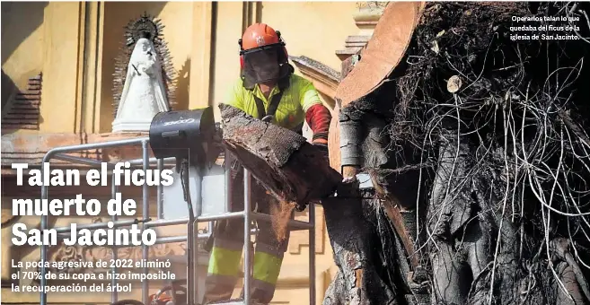 TALAN EL FICUS MUERTO DE SAN JACINTO