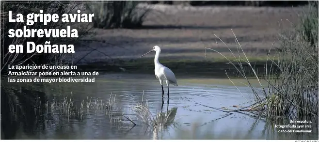 LA GRIPE AVIAR SOBREVUELA EN DOÑANA
