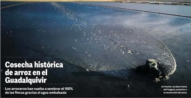 COSECHA HISTÓRICA DE ARROZ EN EL GUADALQUIVIR