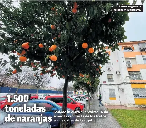 1.500 TONELADAS DE NARANJAS