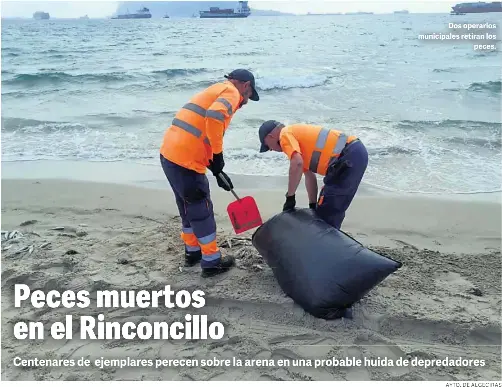PECES MUERTOS EN EL RINCONCILLO