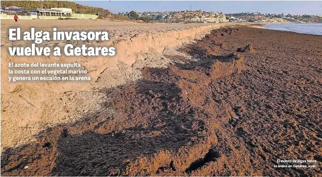 EL ALGA INVASORA VUELVE A GETARES