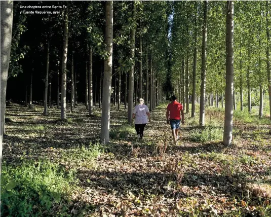 LA PLANTACIÓN DE CHOPOS, PLAN DE CHOQUE CONTRA LAS TEMPERATURAS