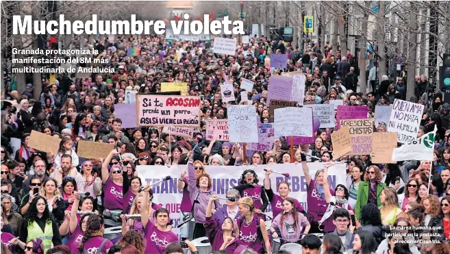 MUCHEDUMBRE VIOLETA