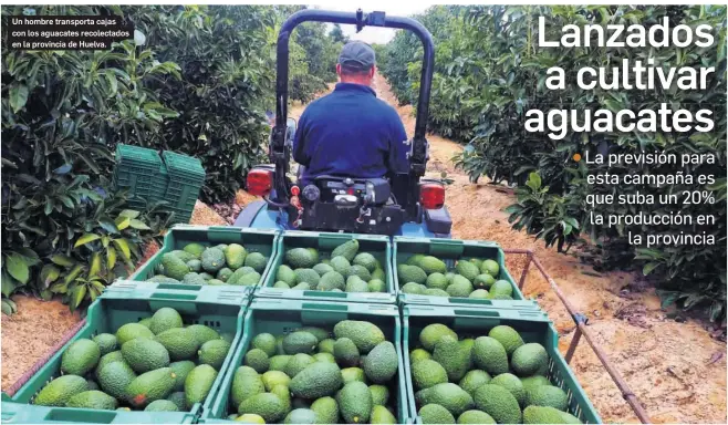 LANZADOS A CULTIVAR AGUACATES