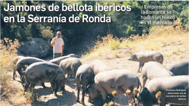 JAMONES DE BELLOTA IBÉRICOS EN LA SERRANÍA DE RONDA