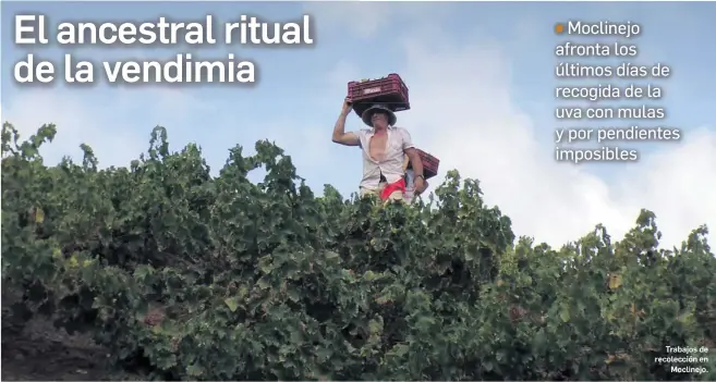 EL ANCESTRAL RITUAL DE LA VENDIMIA