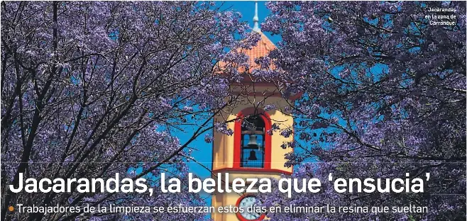 JACARANDAS, LA BELLEZA QUE ‘ENSUCIA’