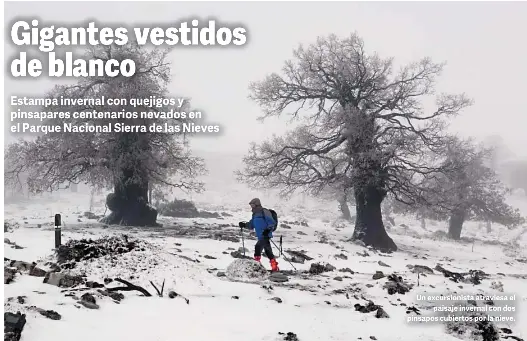 GIGANTES VESTIDOS DE BLANCO