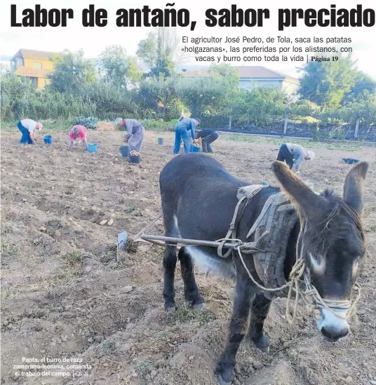 LABOR DE ANTAÑO, SABOR PRECIADO