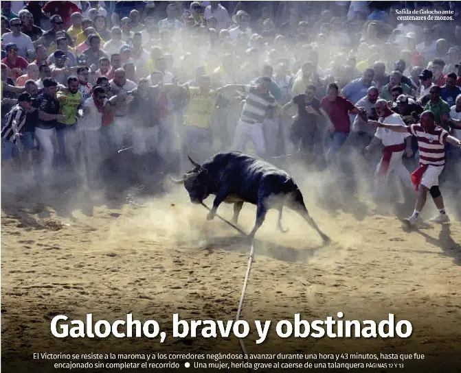 GALOCHO, BRAVO Y OBSTINADO