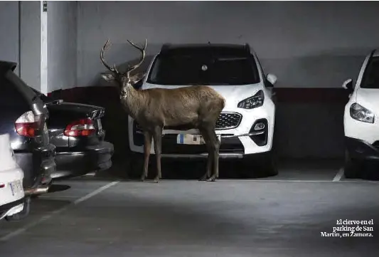 UN CIERVO EN EL PARKING
