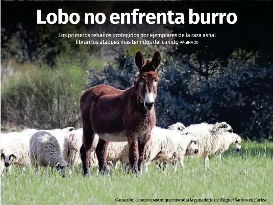LOBO NO ENFRENTA BURRO