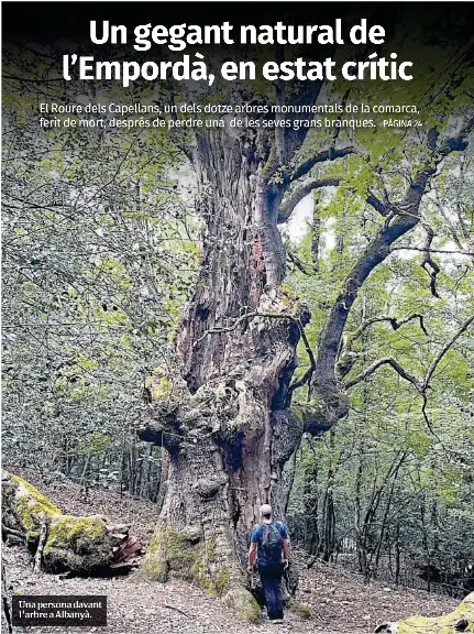 UN GEGANT NATURAL DE L’EMPORDÀ, EN ESTAT CRÍTIC