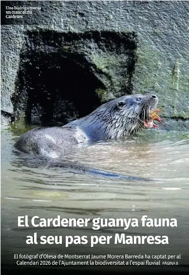 EL CARDENER GUANYA FAUNA AL SEU PAS PER MANRESA