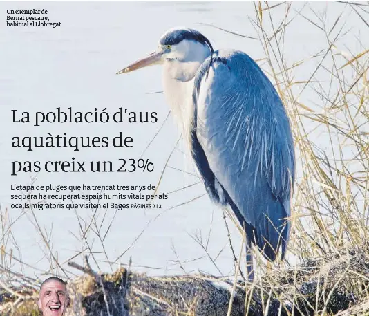 LA POBLACIÓ D’AUS AQUÀTIQUES DE PAS CREIX UN 23%